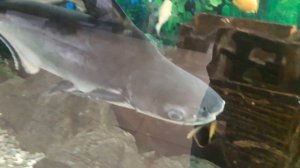 Самый красивый аквариум на 2000 литров. Самые большие аквариумные рыбки / Aquarium of 2000 liters