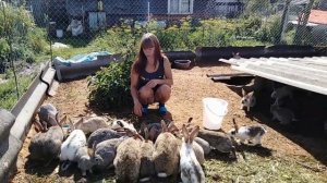 Как быстро и эфективно развести кроликов/лучший способ