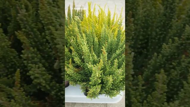 Вереск серии Скайлайн (Calluna Skyline) смотреть онлайн