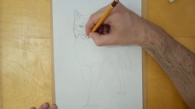 Рисуем волка / Рисунки простым карандашом смотреть онлайн