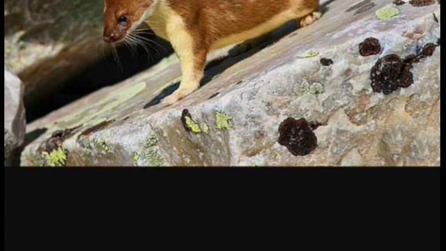 Ласки смотреть онлайн