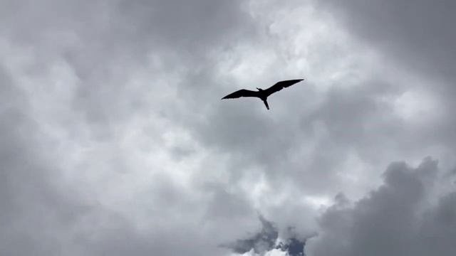 HOW THE BIRDS REACT TO THE WEATHER CONDITIONS AT THE WHITEHOUSE FISHING VILLAGE WESTMORELAND (2023) смотреть онлайн