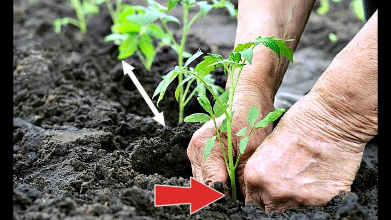 Посадите помидоры в грунт этим способом для мощного урожая томатов! Как высаживать рассаду помидор? смотреть онлайн