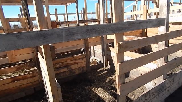 СКОЛЬКО СОСКОВ У МАНГАЛИЦЫ. БИО-ФЕРМА МАНГАЛИЦА смотреть онлайн