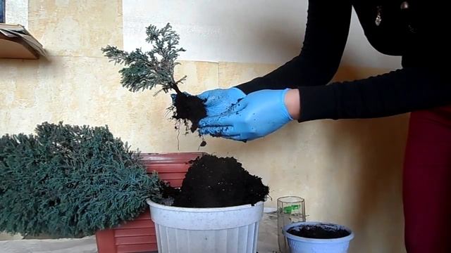 Кипарис размножение и пересадка смотреть онлайн