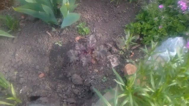 Рост и уход за растениями смотреть онлайн
