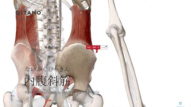 内腹斜筋の解剖学図｜musculus obliquus internus abdominis｜筋肉辞典#44 смотреть онлайн