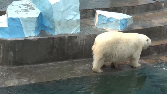 Медвежатам нравится бегать по воде. 06.05.2023 смотреть онлайн