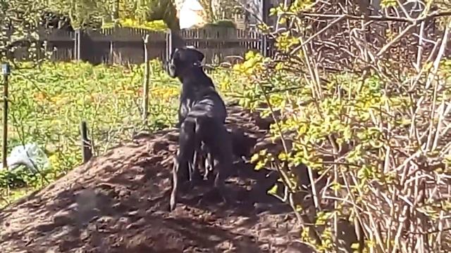 Сара - серая мышь землеройка. Траншеекопалка. смотреть онлайн