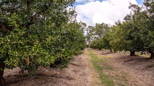 Tree To Table: First Week Of Spring Brought Significant Mandarin Flowering!