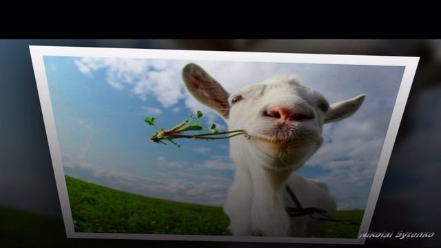 Песня про козу. смотреть онлайн