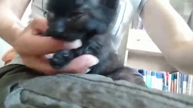 Краснодар. Особенная Такка ищет семью. смотреть онлайн