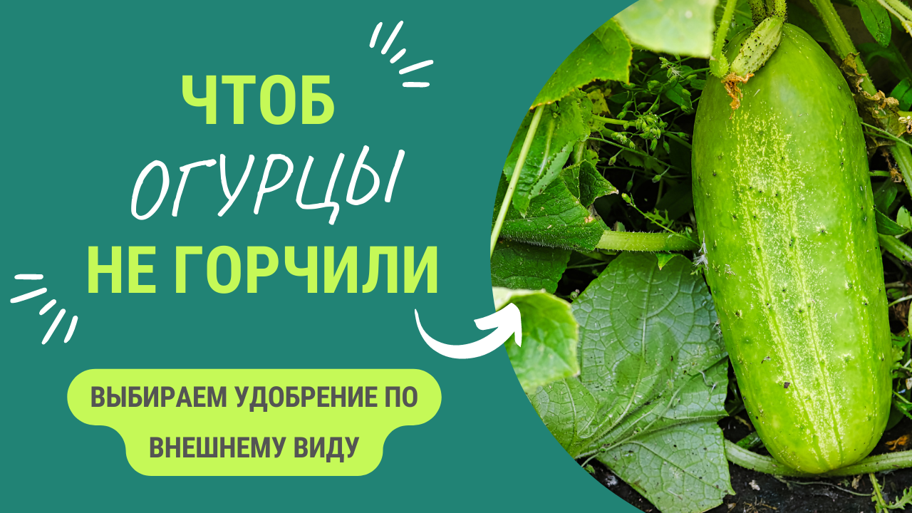 ЧЕГО НЕ ХВАТАЕТ ОГУРЦАМ? ЧТОБ ОГУРЦЫ БЫЛИ ЗДОРОВЫЕ И ВКУСНЫЕ - НАУЧИТЕСЬ РАСПОЗНОВАТЬ, ЧТО ИМ НУЖНО смотреть онлайн