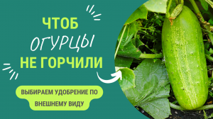 ЧЕГО НЕ ХВАТАЕТ ОГУРЦАМ? ЧТОБ ОГУРЦЫ БЫЛИ ЗДОРОВЫЕ И ВКУСНЫЕ - НАУЧИТЕСЬ РАСПОЗНОВАТЬ, ЧТО ИМ НУЖНО