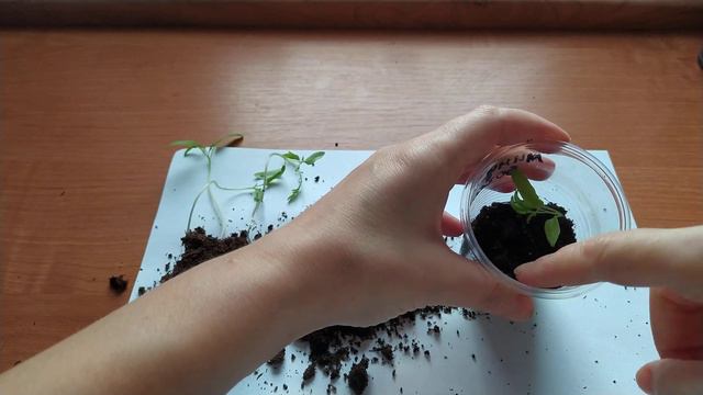 ТОМАТЫ вытянулись-ИСПРАВЛЯЕМ ситуацию! Tomatoes Stretched Out-fix.