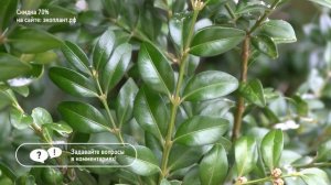 САМШИТ ? посадка, полив, стрижка и уход. Самшит в ландшафтном дизайне