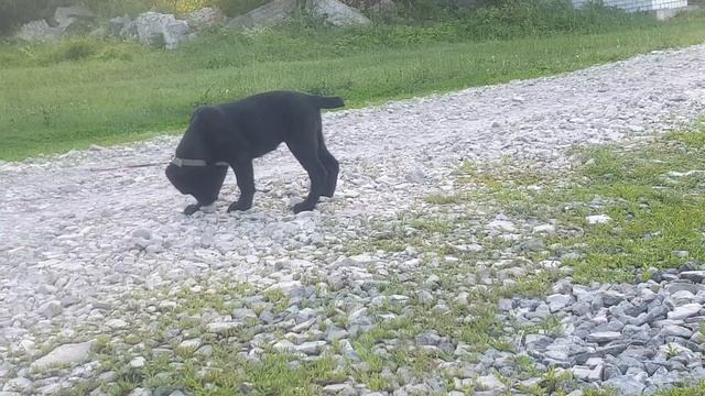 щенки алабая среднеазиатской овчарки из питомника Аз Марал продажа 89278137 ватсап смотреть онлайн