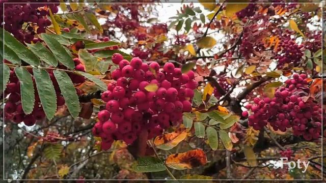 Очарование осени. Красивого осеннего дня! смотреть онлайн