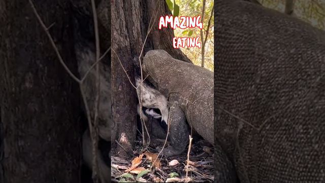 Komodo Dragon Eating By Goats,Amazing. #best #short #animals смотреть онлайн