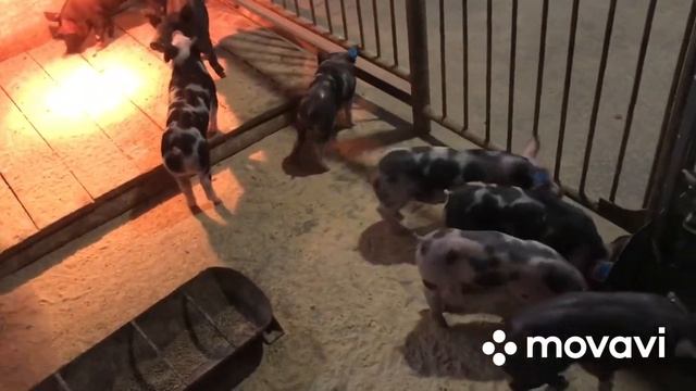 Отлучил поросят в 30 дней, ждём хороших приростов ) смотреть онлайн