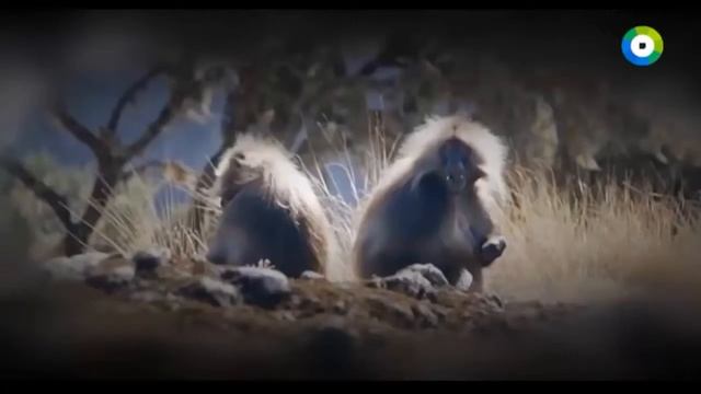 Сенсационная находка. Скелет древнего человека жившего 5 млн лет назад шокировал ученных смотреть онлайн