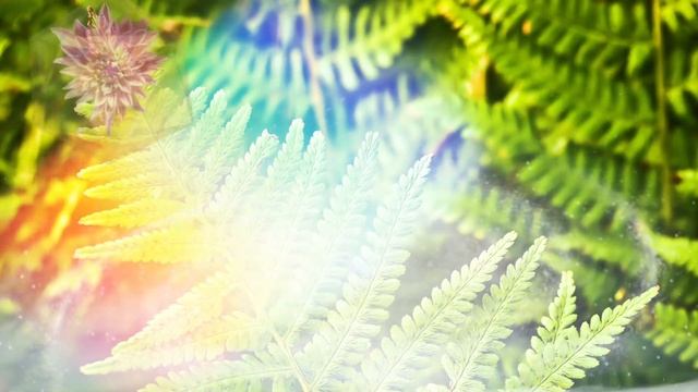 Папараць Кветка смотреть онлайн