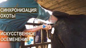 Синхронизация охоты и искусственное осеменение мясного скота в КФХ Александра Москвина.