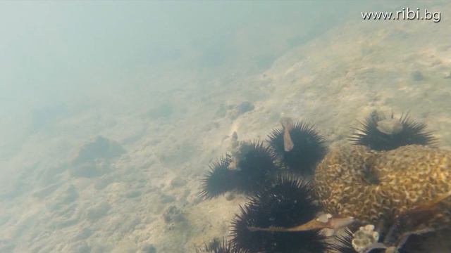 ГИГАНТСКИ вълни заливат "черупката" ни... / Морския ЦАР на Африка - II Част смотреть онлайн