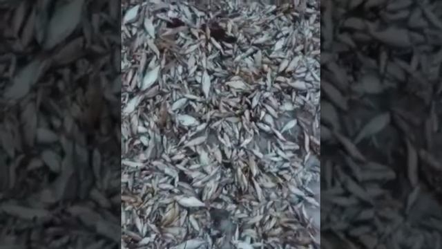 Бисерово озеро 2019. Очередной замор. смотреть онлайн