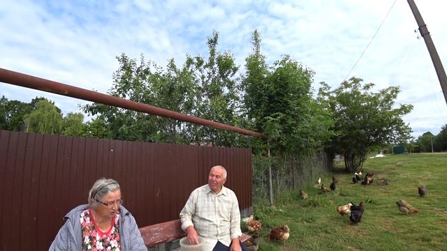 Куры несушки. Чем кормить кур, чтоб хорошо неслись и не болели. Дедовский способ смотреть онлайн