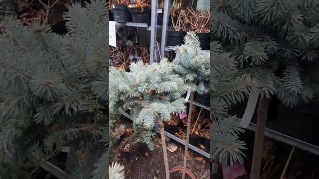 ЕЛЬ КОЛЮЧАЯ ГЛАУКА КОМПАКТА штамб #хвойныенаштамбе # растениянаштамбе #елькупить #ельнаштамбе смотреть онлайн