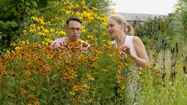 Какие сорта выбрать для осенних цветников? смотреть онлайн