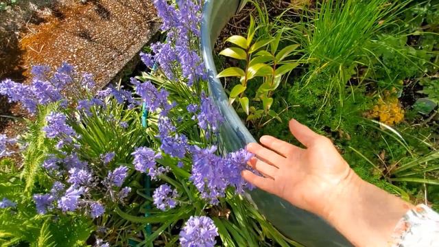 Clematis, Giant Solomon Seal, Lily Of The Valley, And Other Cherished Plants In Early May