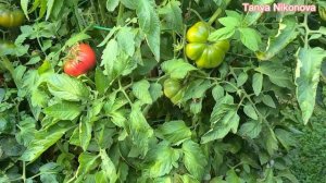 ТОМАТ ТАШКЕНТСКИЙ ЮСУПОВСКИЙ. ОБЗОР КУСТА И ПОМИДОР ?.  ВКУСНЫЕ РОЗОВЫЕ ПОМИДОРЫ.