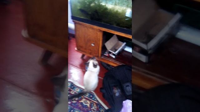 видит око, да зуб неймёт. смотреть онлайн
