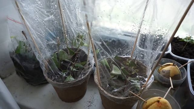 гранат из косточки смотреть онлайн