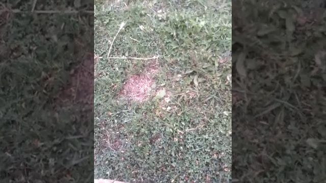 Оружие само обороны своими руками смотреть онлайн