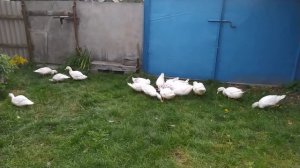 Утки муларды 3 месяца. Выгодно ли держать.