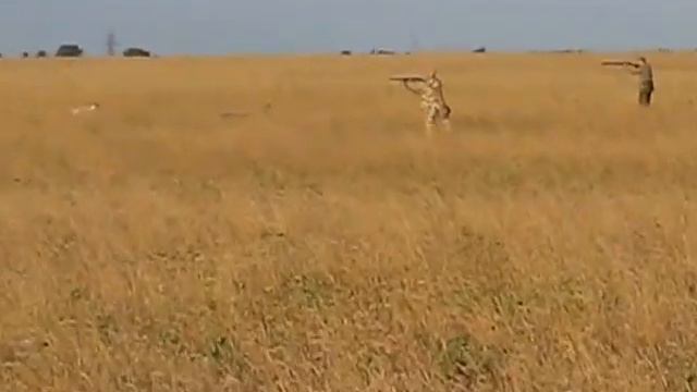 Работа собак по перепелу. смотреть онлайн