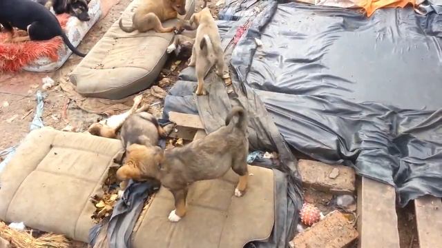 2015г Передержка "Яловой" г Севастополь смотреть онлайн