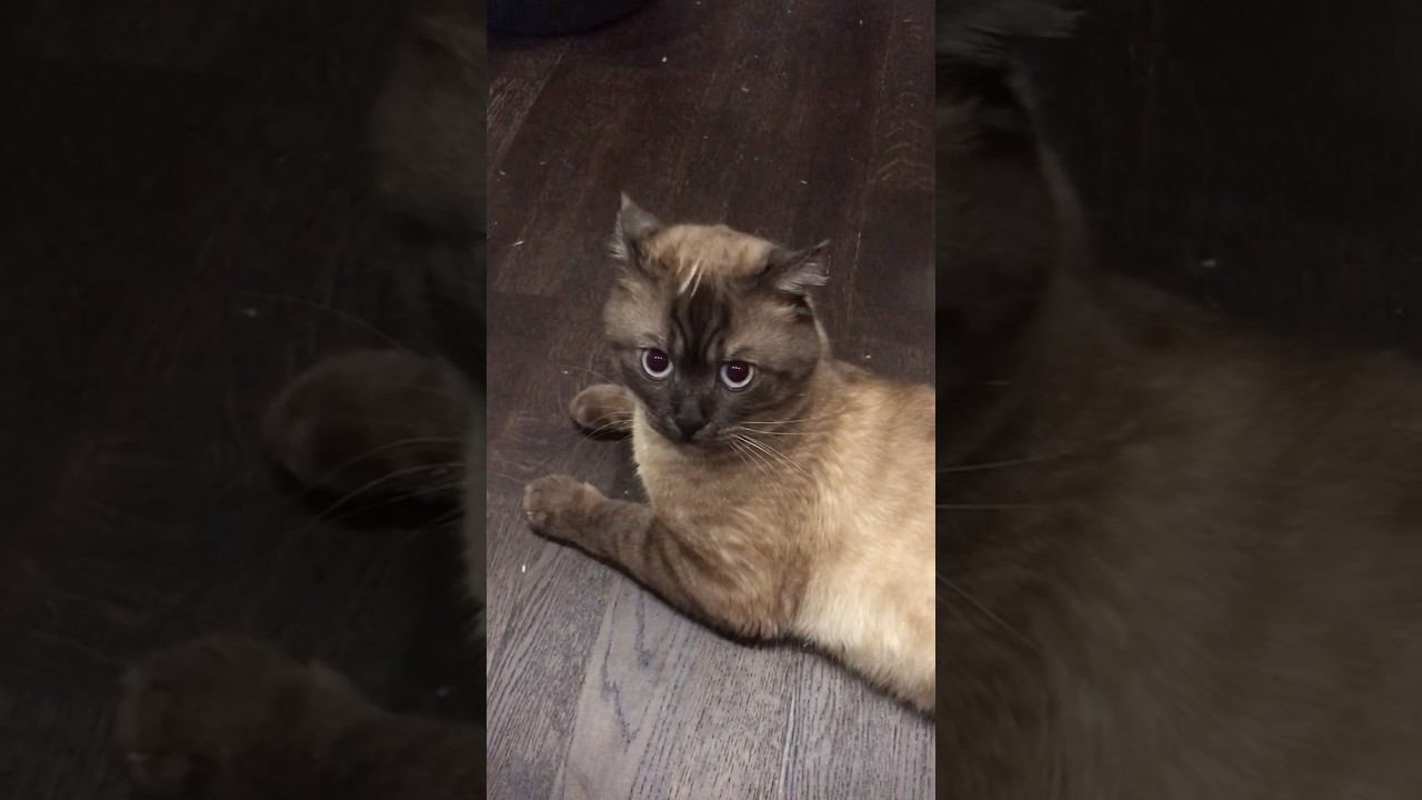 Котик и жара, советы ↗️ в описании и комментариях