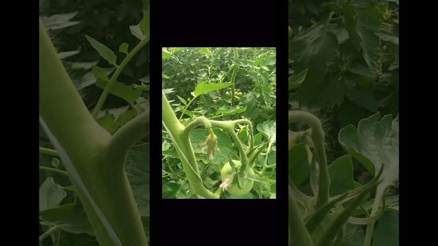 Зачем удалять пасынки на кукурузе смотреть онлайн