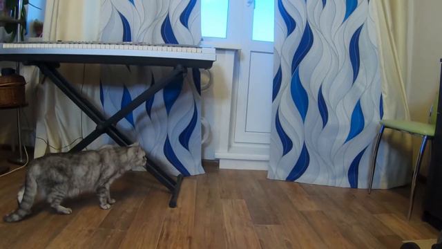 Спряталась от кошки! Найдет она меня или нет? )) смотреть онлайн