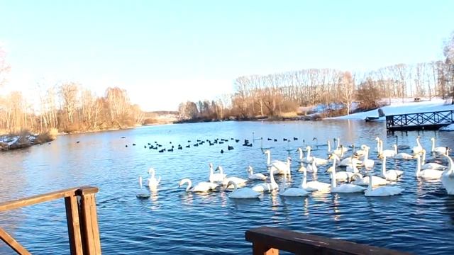 Выпуск лебедя кликуна и лысухи смотреть онлайн