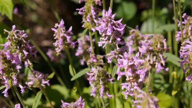 Echte Betonie (Betonica officinalis) смотреть онлайн