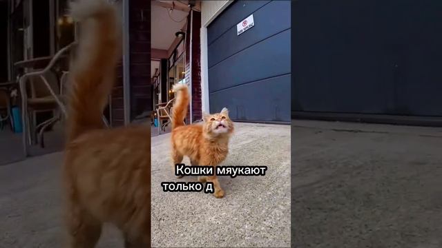 Какие звуки издают кошки и что они означают 🐈🎙️ #cat #catsfacts смотреть онлайн