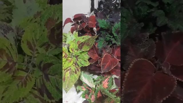 Черенкование Колиусов. смотреть онлайн