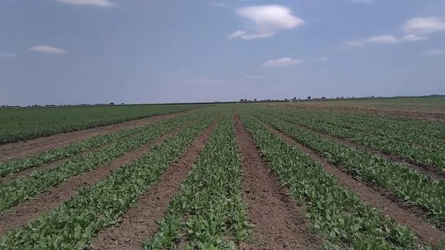 Щавель в откр грунте смотреть онлайн
