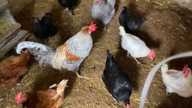 жив ПАПА его МАТРЁШКИ ставят рекорды и где сделать КАЛИТКУ смотреть онлайн