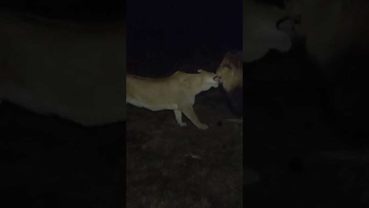 нахальная львичка Уша. naughty lioness Usha смотреть онлайн